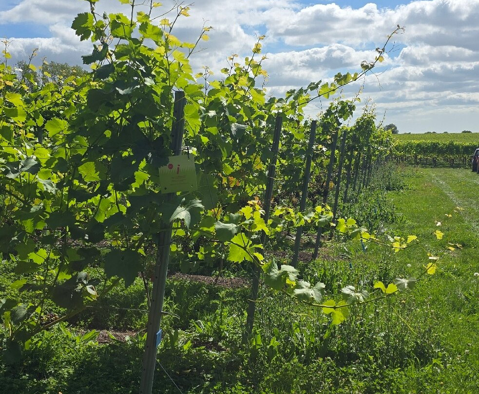Westwell Wine Estate-Charing必去景点