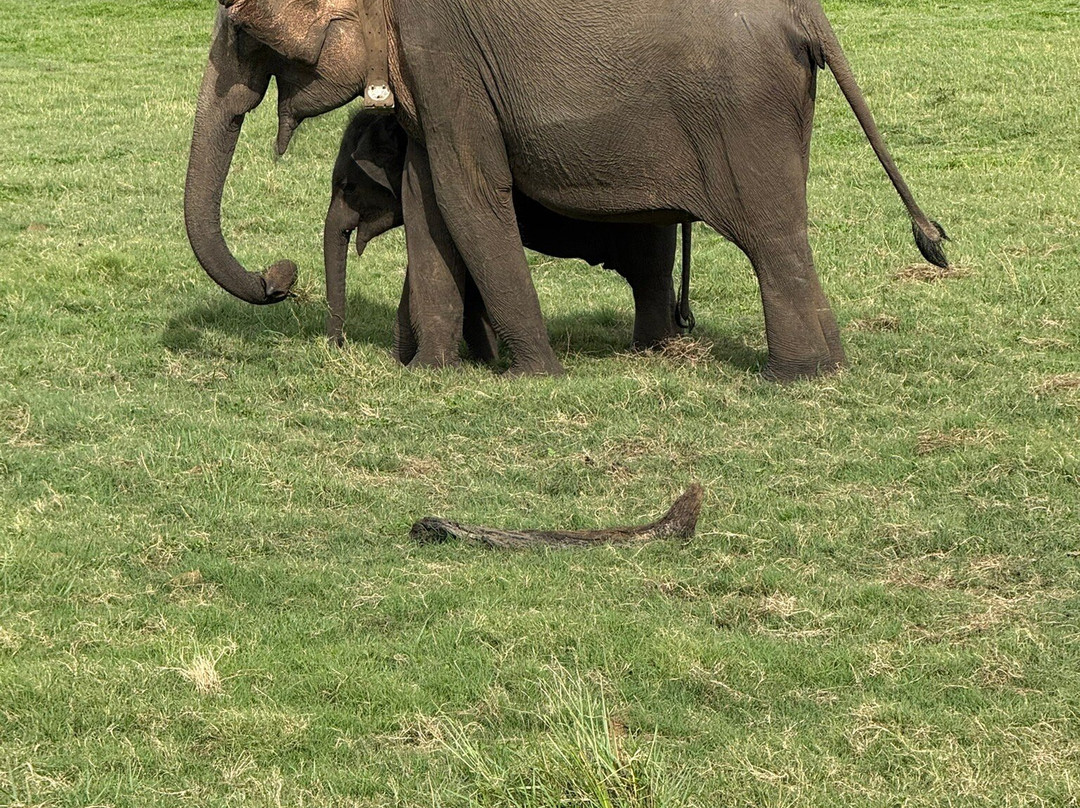 The Travel Lanka Leisure-科伦坡必去景点