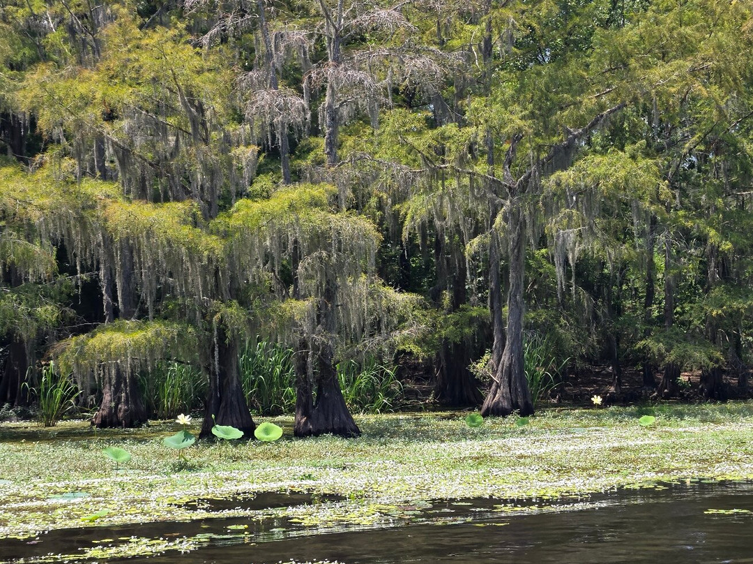 Captain Ron's Swamp Tours-Karnack必去景点