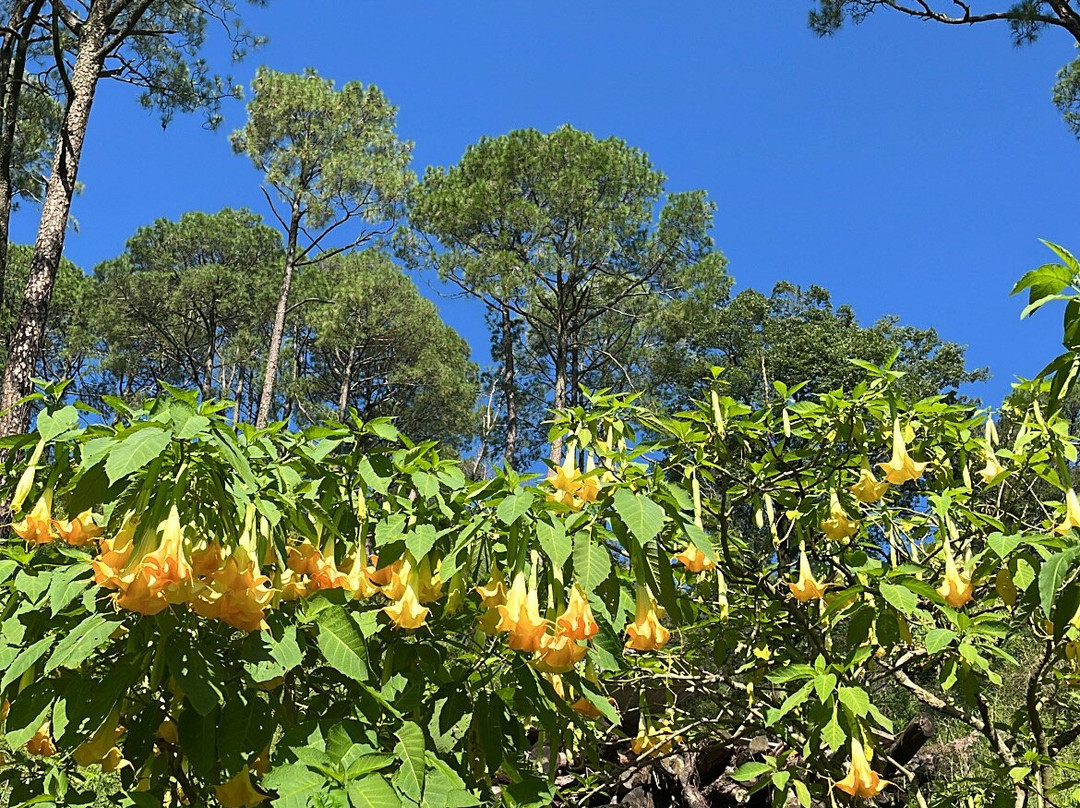 Kasauli Nature Walks With Vanita-Kasauli必去景点