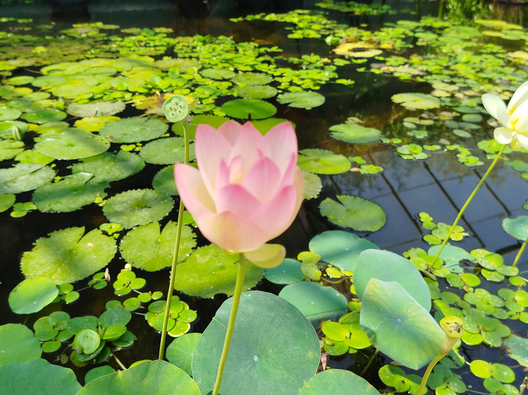Latour-Marliac-Le Temple-sur-Lot必去景点