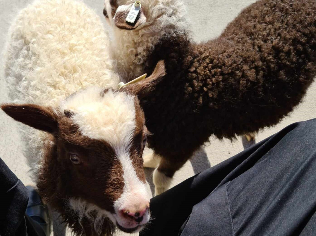 Safari Horse Rental-米湖必去景点