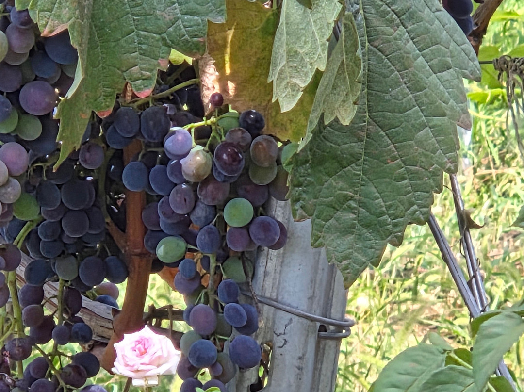 Vellino Wine Cellar-Kakabeti必去景点