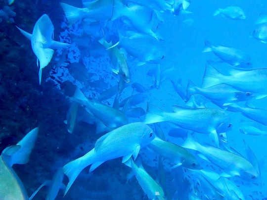 Yongala Dive-Ayr必去景点