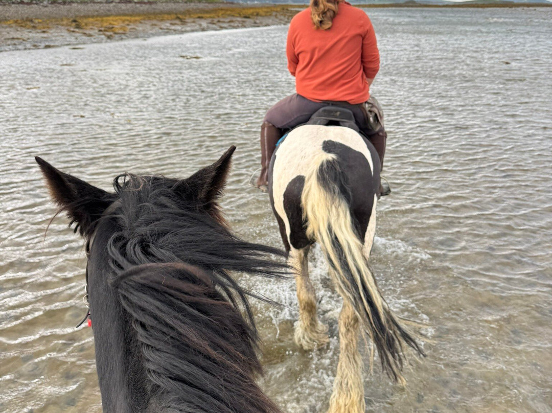 Carrowholly Stables & Trekking Centre-韦斯特波特必去景点
