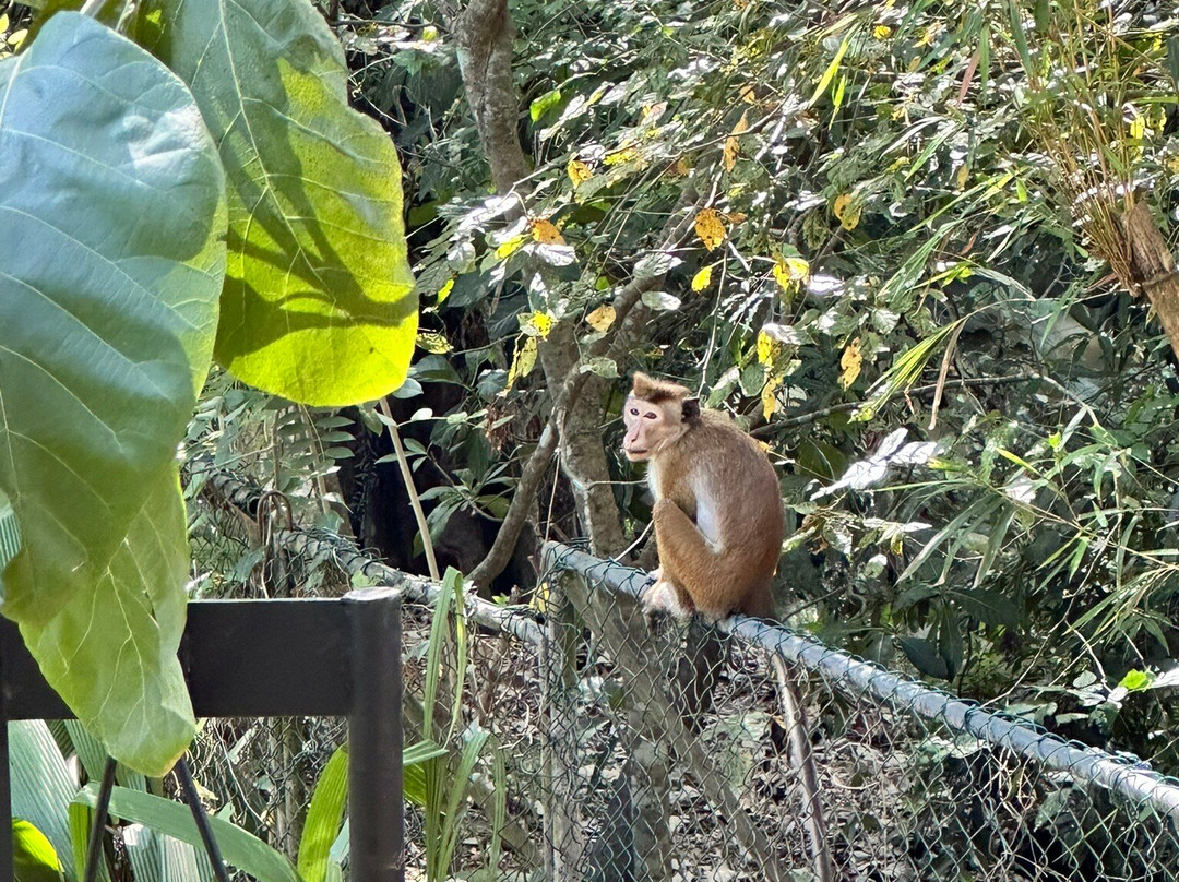 Kottawatta River Bank Resort主图