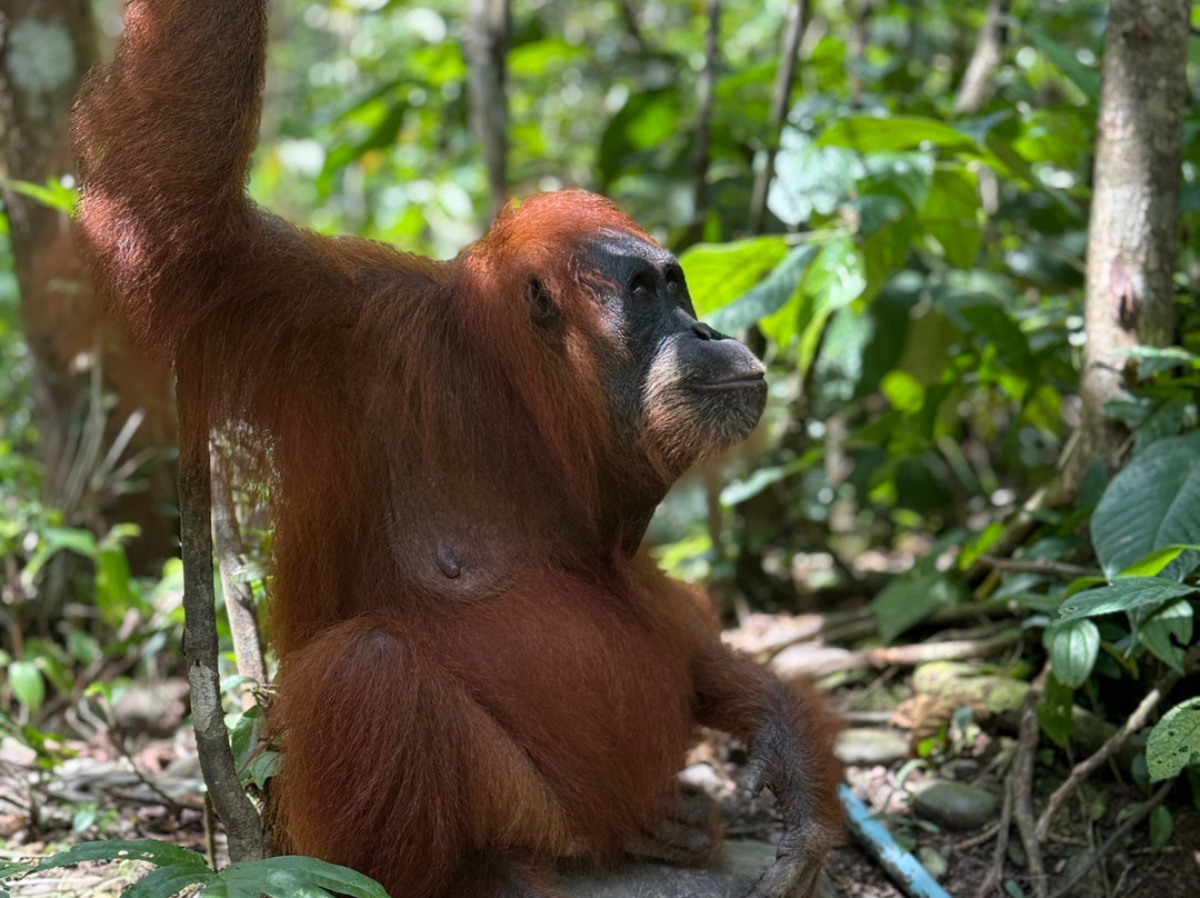 Thomas Jungle Tours-武吉拉旺必去景点