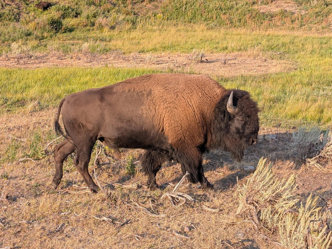 Wild Serenity Wildlife Tours-西黄石镇必去景点