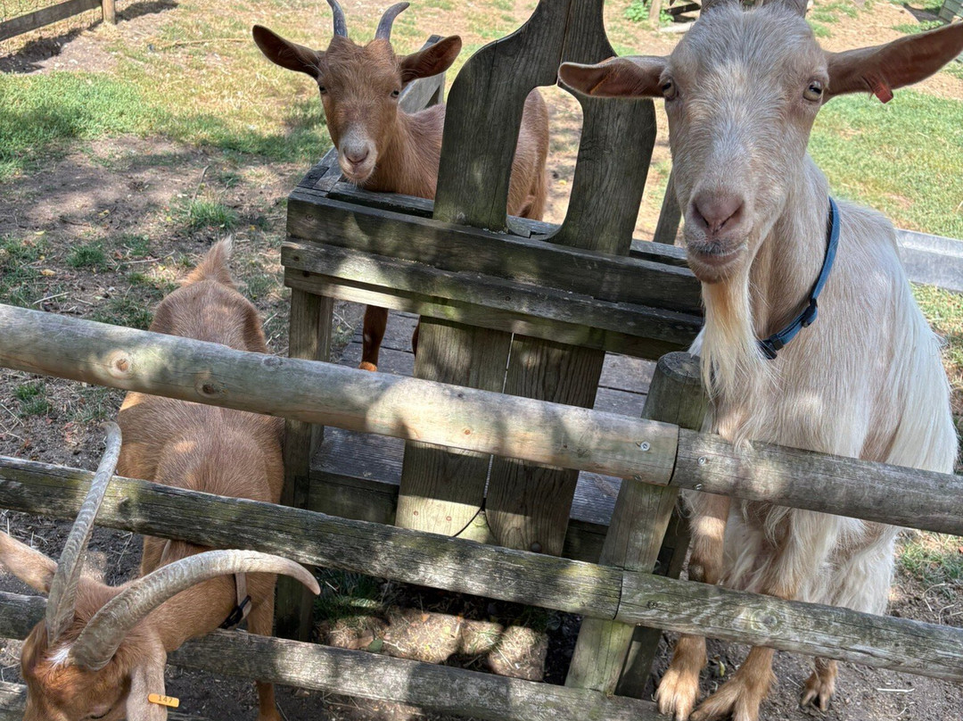 Baylham House Rare Breeds Farm-伊普斯威奇必去景点
