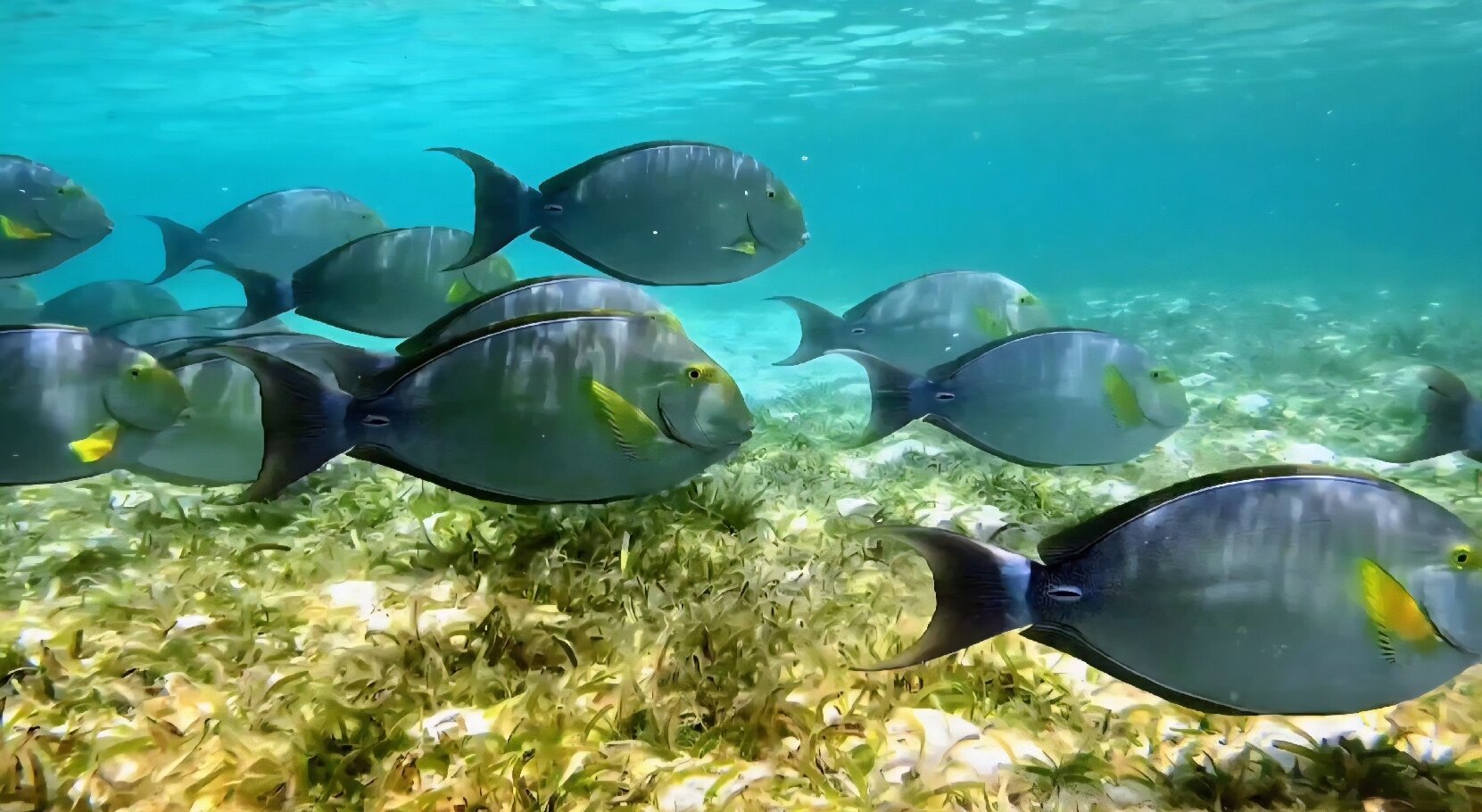 Le Méridien Maldives Resort & Spa-官方