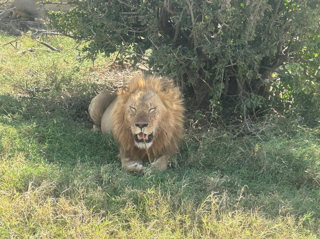 Lucas' African adventures-阿鲁沙必去景点