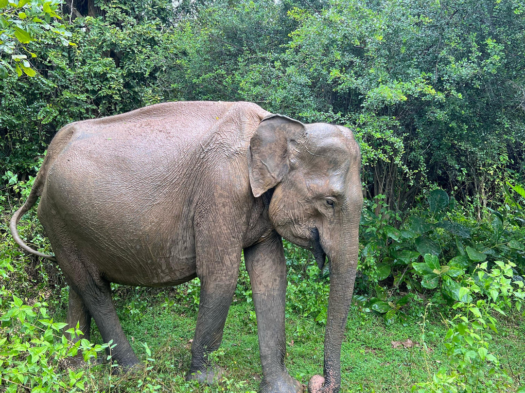 Ash Silan Tours-Padukka必去景点