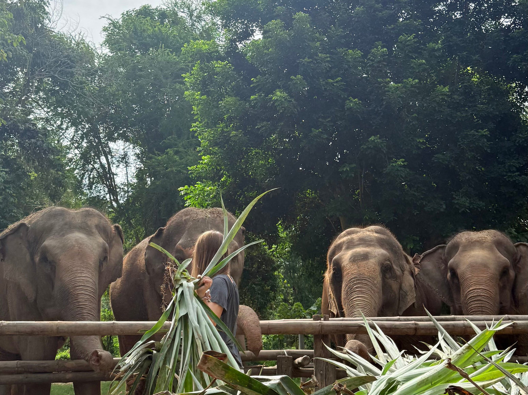 Elephant Haven-柿约必去景点