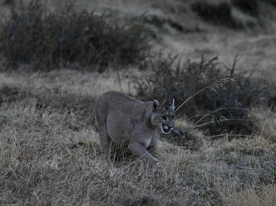 Patagonia Safari Experience-纳塔莱斯港必去景点