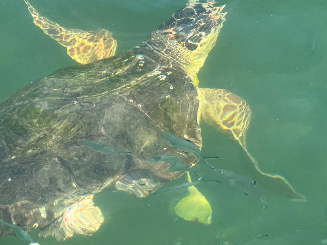 Turtle Bay-Caneel Bay必去景点