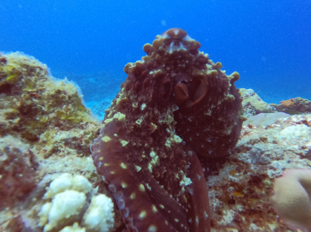 Just Diving-Bain Boeuf必去景点