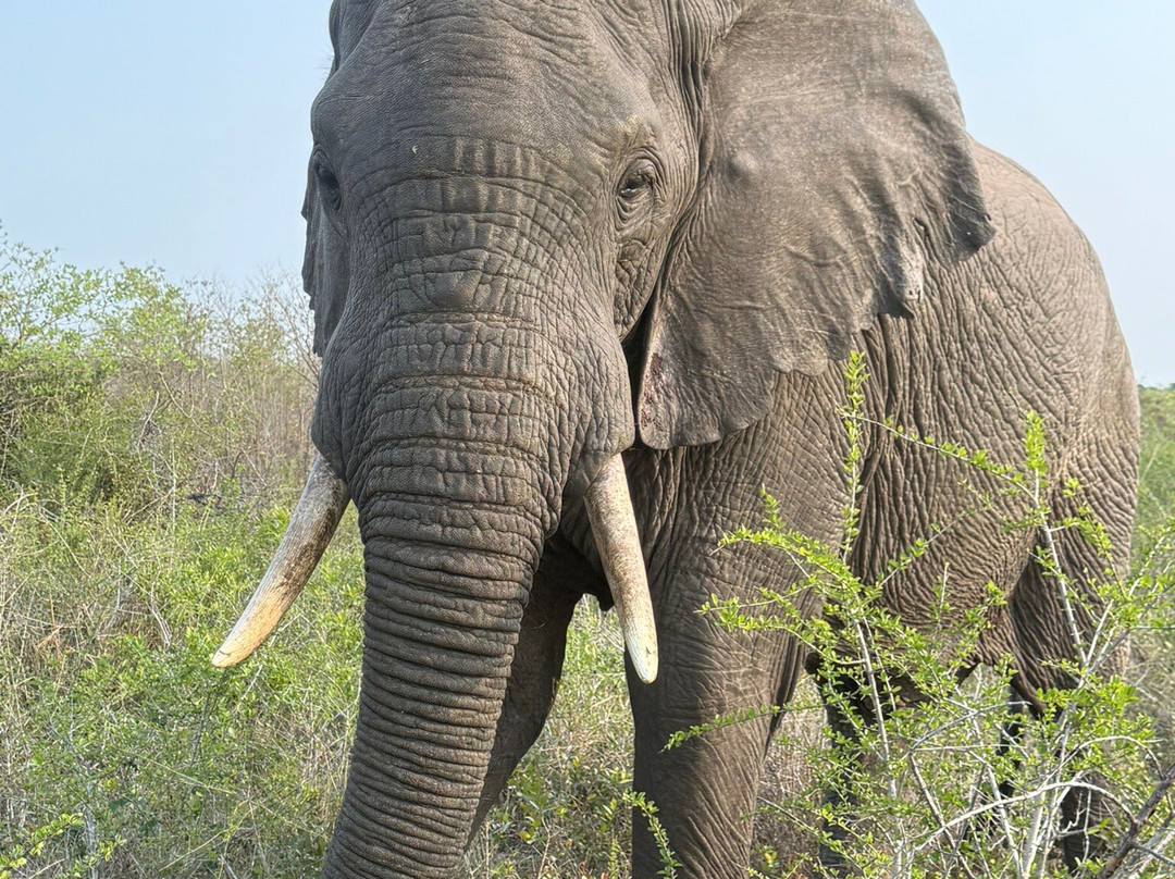 Tembe Elephant Park-Sihangwane必去景点