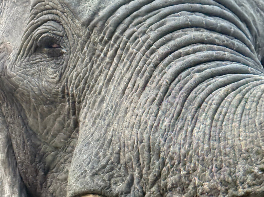 Tembe Elephant Park-Sihangwane必去景点