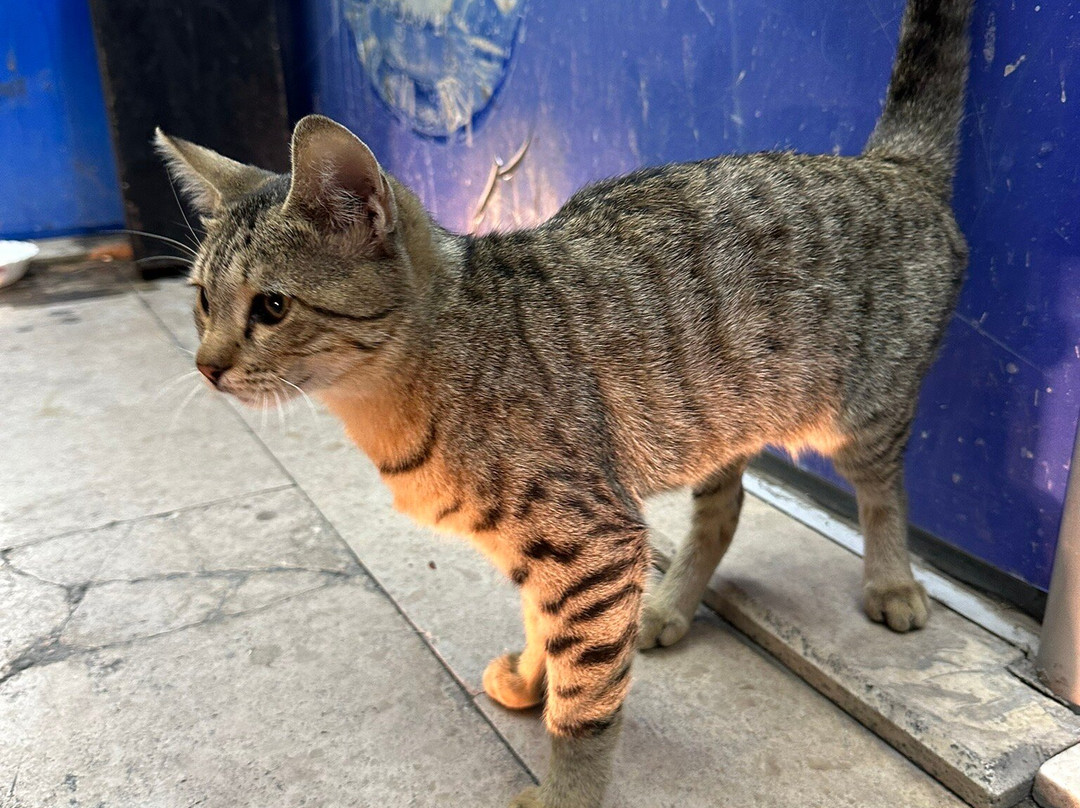 Nakhchivan Travel-纳希切万 必去景点