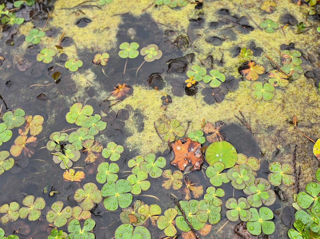 Jungle Garden-Eu必去景点