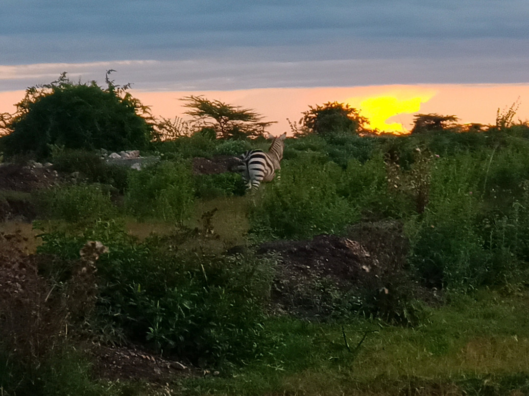 All Seasons Safaris & Tours - Day Tours-内罗毕必去景点