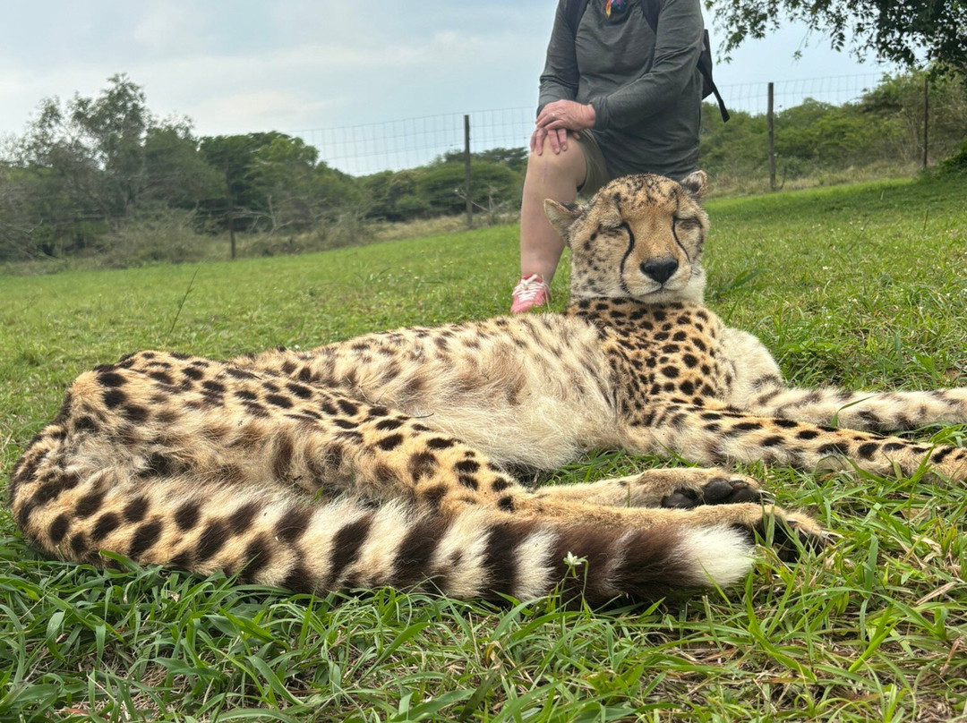 Zululand Cat Conservation Project-Hluhluwe Game Reserve必去景点