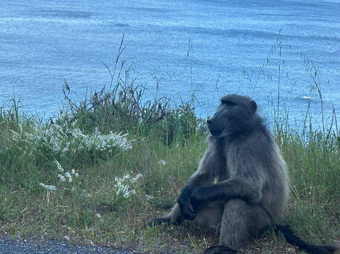Cape Town In A Nutshell-开普敦中心区必去景点