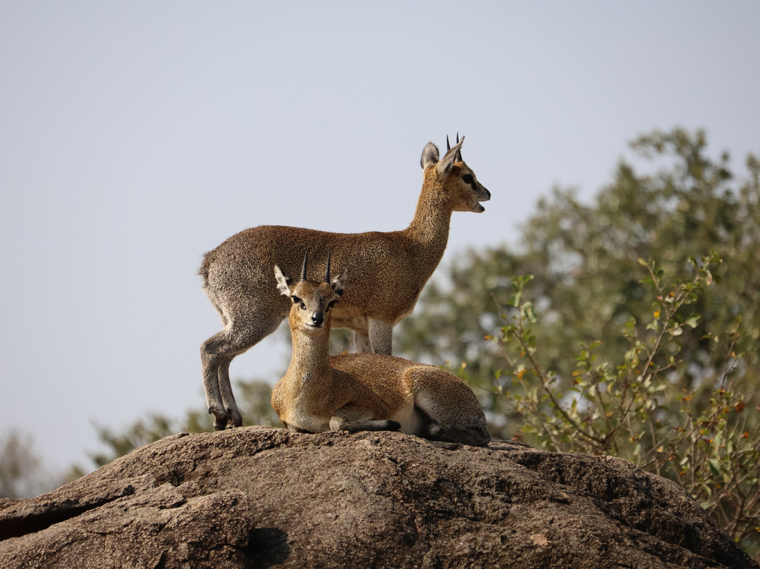 Entice Africa Safaris-内罗毕必去景点