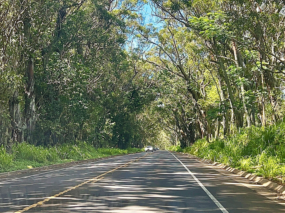 Tree Tunnel-可洛亚必去景点