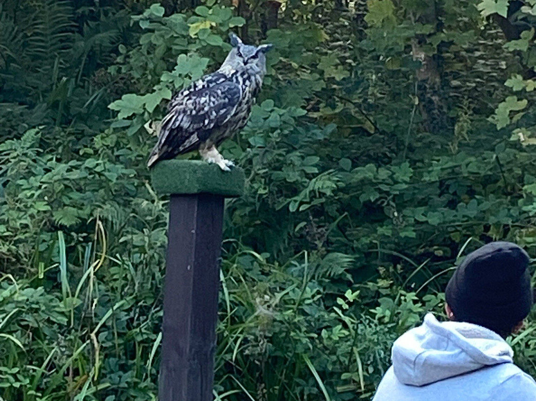 Loch Lomond Bird Of Prey Centre-Balloch必去景点