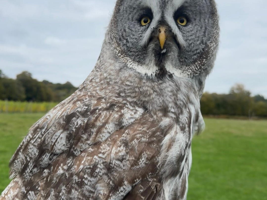 UK Owl And Raptor Centre-Groombridge必去景点