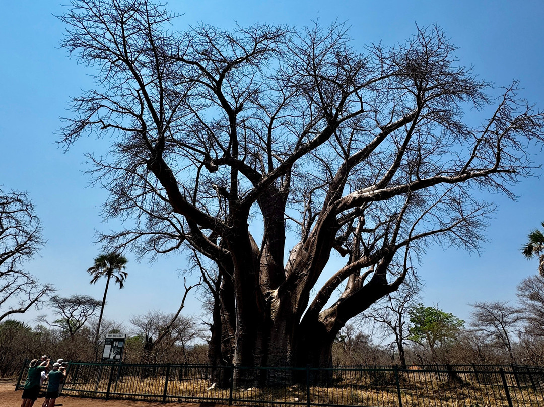 The Big Tree-维多利亚瀑布必去景点