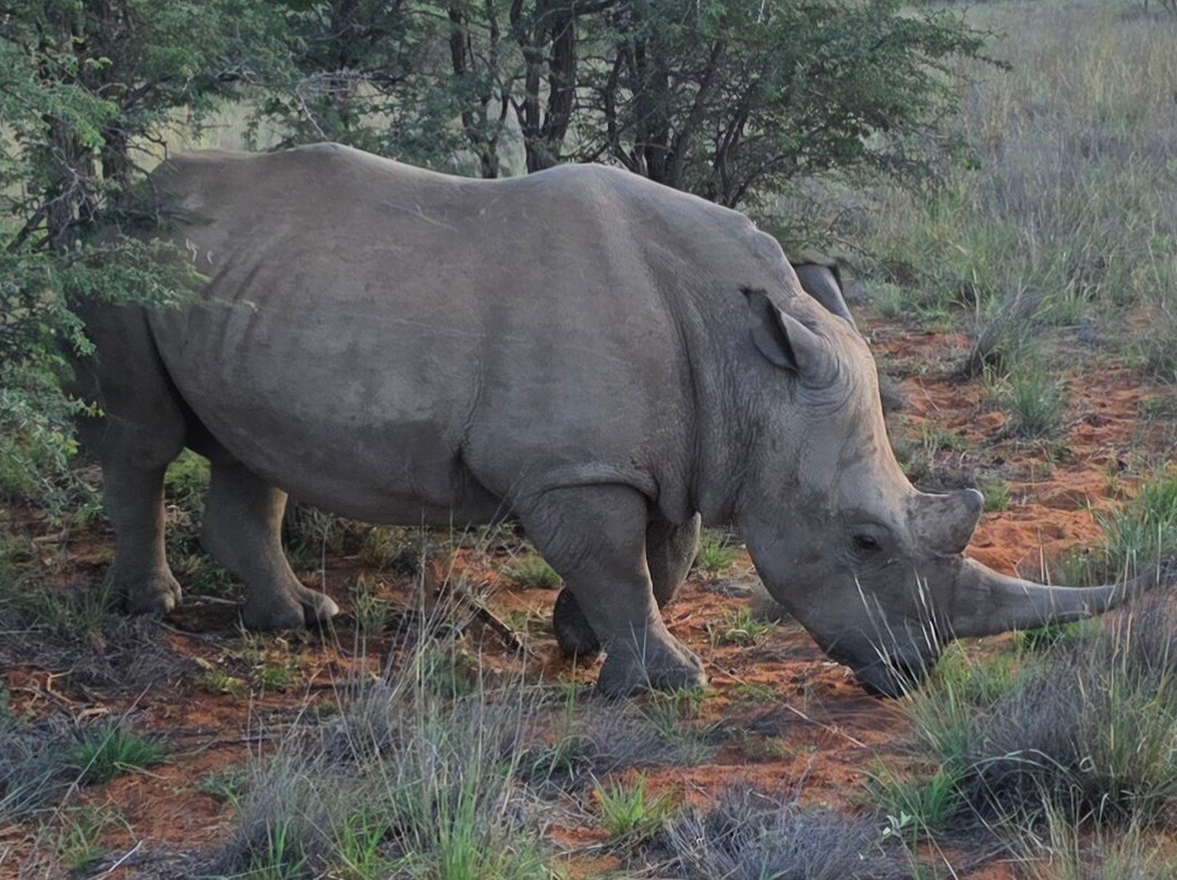 Rhino Africa Safaris-开普敦中心区必去景点