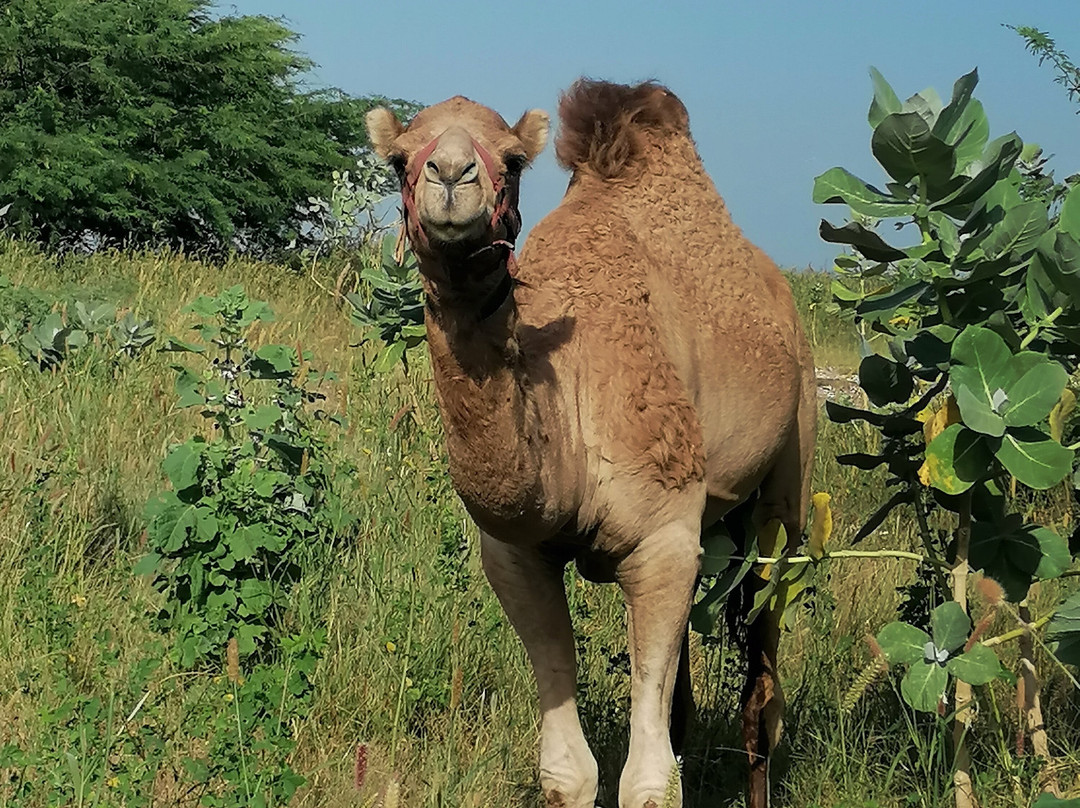 Voyage Sénégal Guide-Nianing必去景点