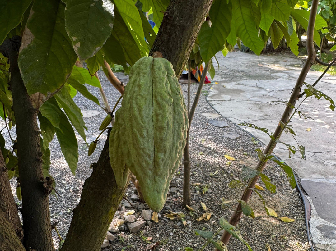 Planeta Cacao-Bahia de Banderas Municipality必去景点