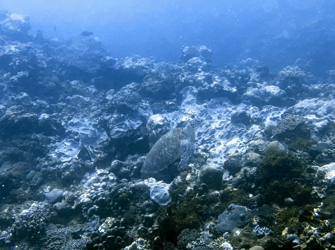 Crystal Diving Centre-贝尔马尔必去景点
