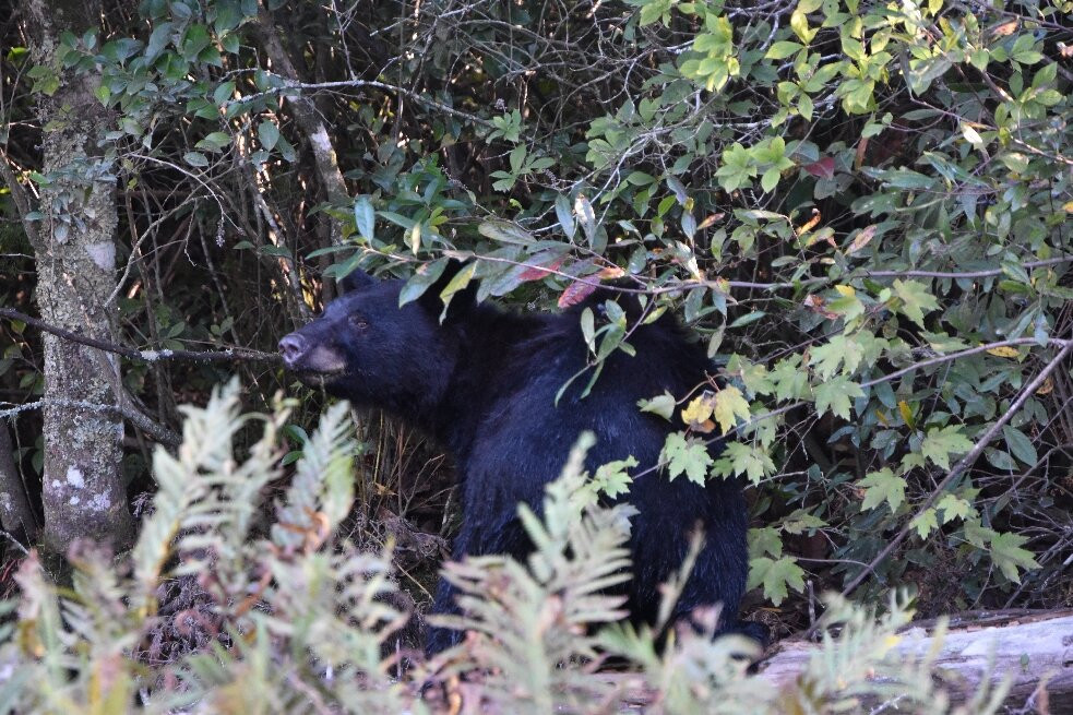 Alligator River National Wildlife Refuge-Manns Harbor必去景点