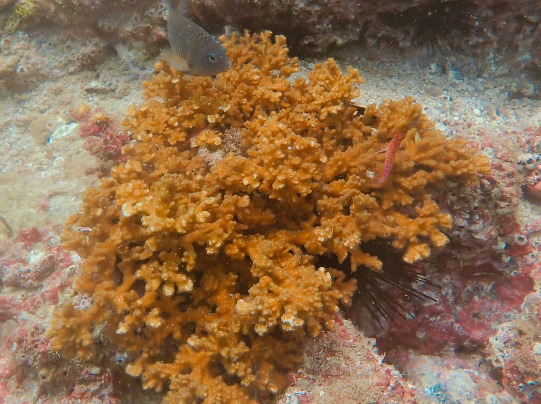 Rocket Frog Divers-Playas del Coco必去景点