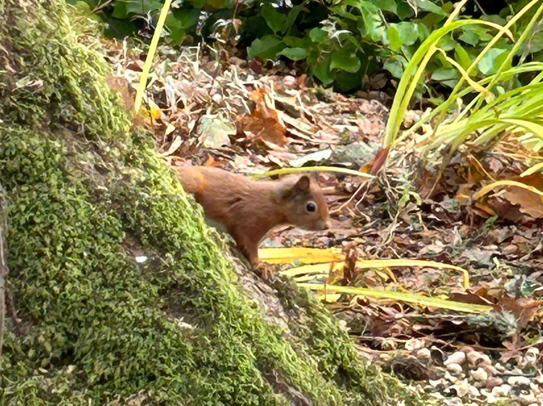 Explorers' Garden at Pitlochry Theatre-皮特洛赫里必去景点