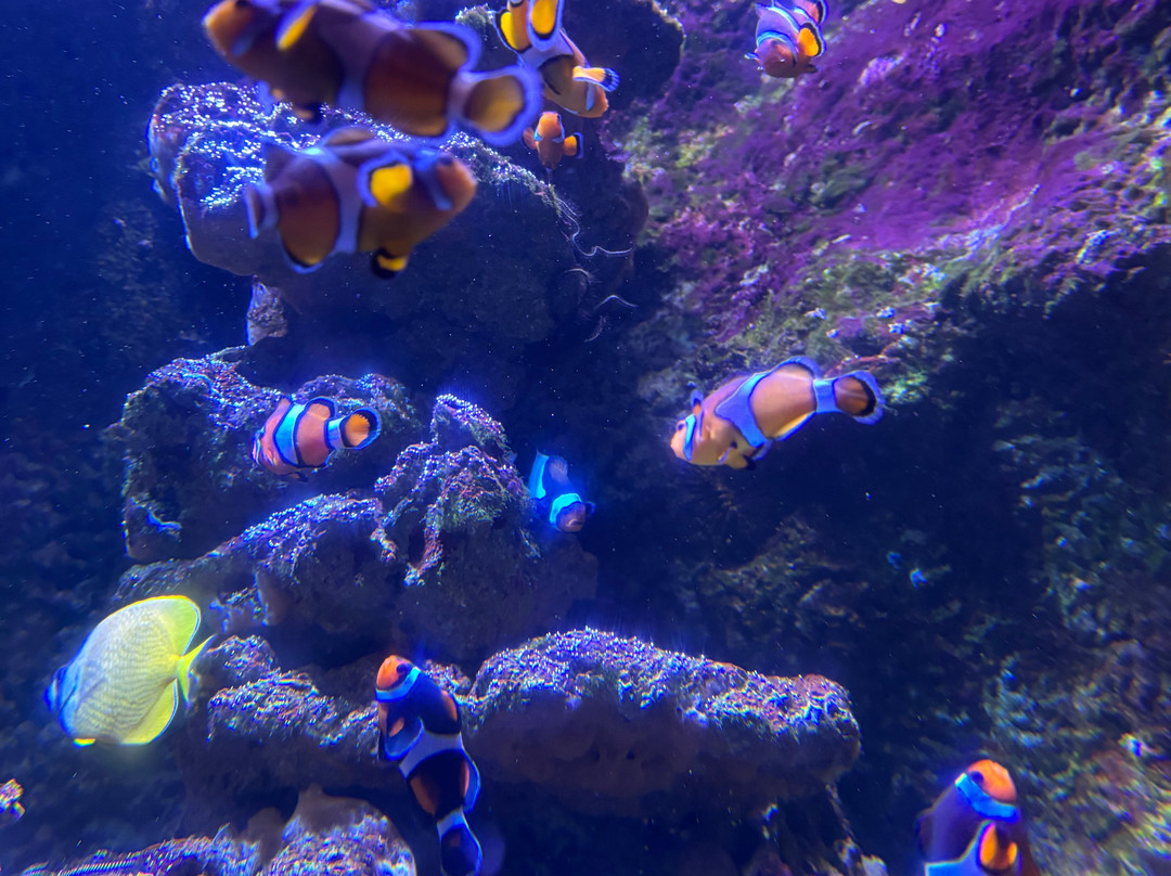 Aquarium de Biarritz-比亚里茨必去景点