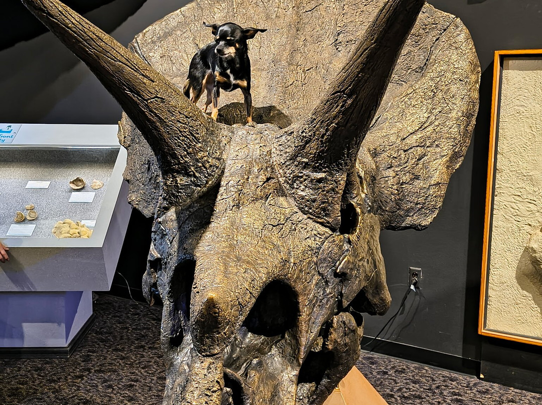 Mesalands Community College's Dinosaur Museum and Natural Sciences Laboratory-图克姆卡里必去景点