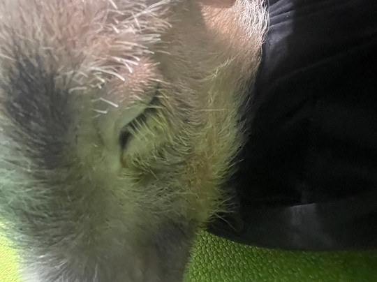 Mipig Cafe Fukuoka-Chuo必去景点