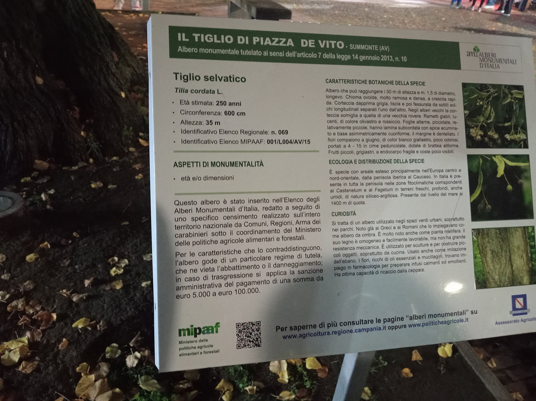 Tiglio Secolare di Summonte-Summonte必去景点