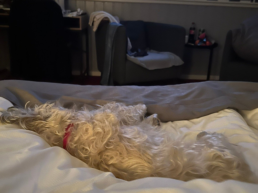 Den Gamle Graensekro主图