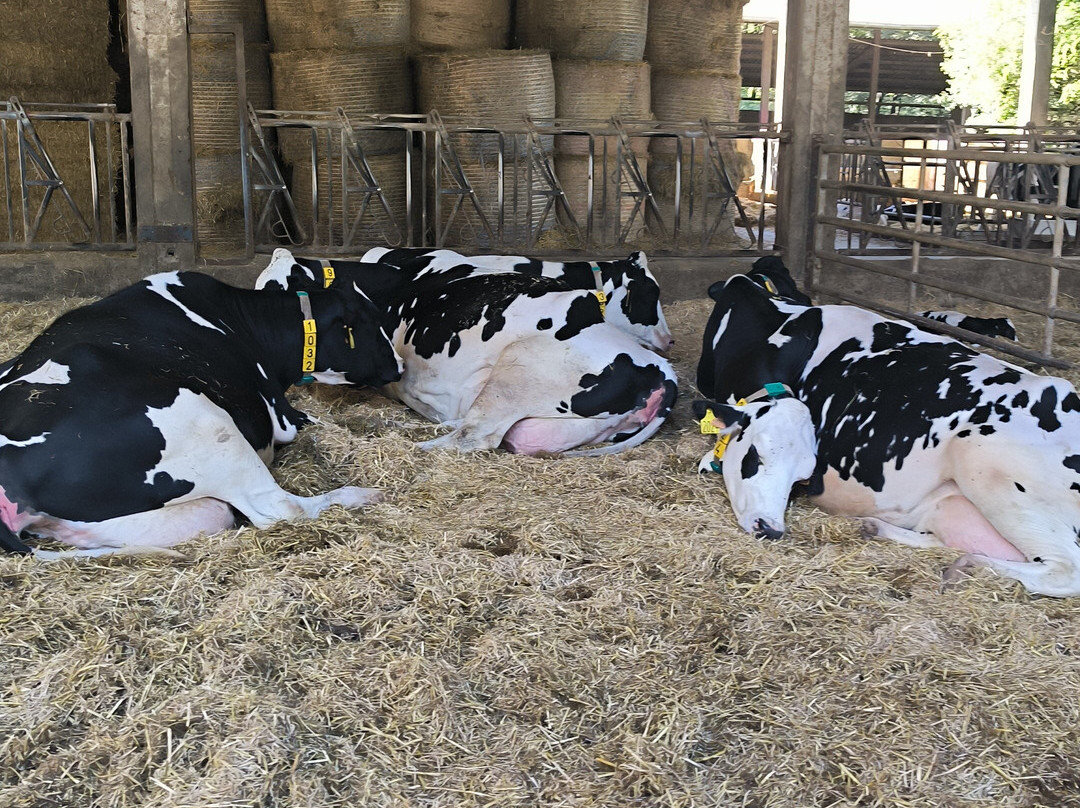 La Fageda Fundació-Santa Pau必去景点
