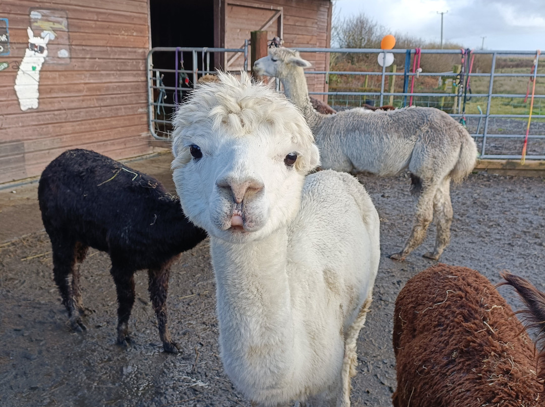 The Flying Alpaca-Kilkee必去景点