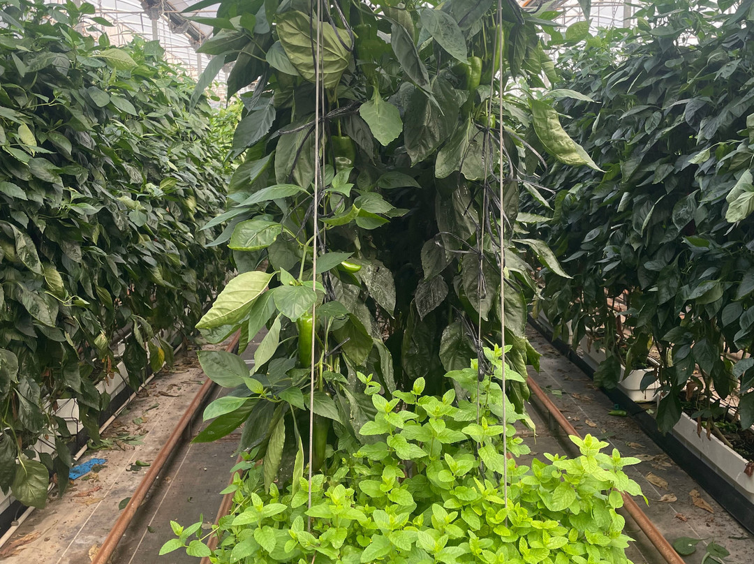 Clisol Turismo Agricola-艾尔艾吉多必去景点