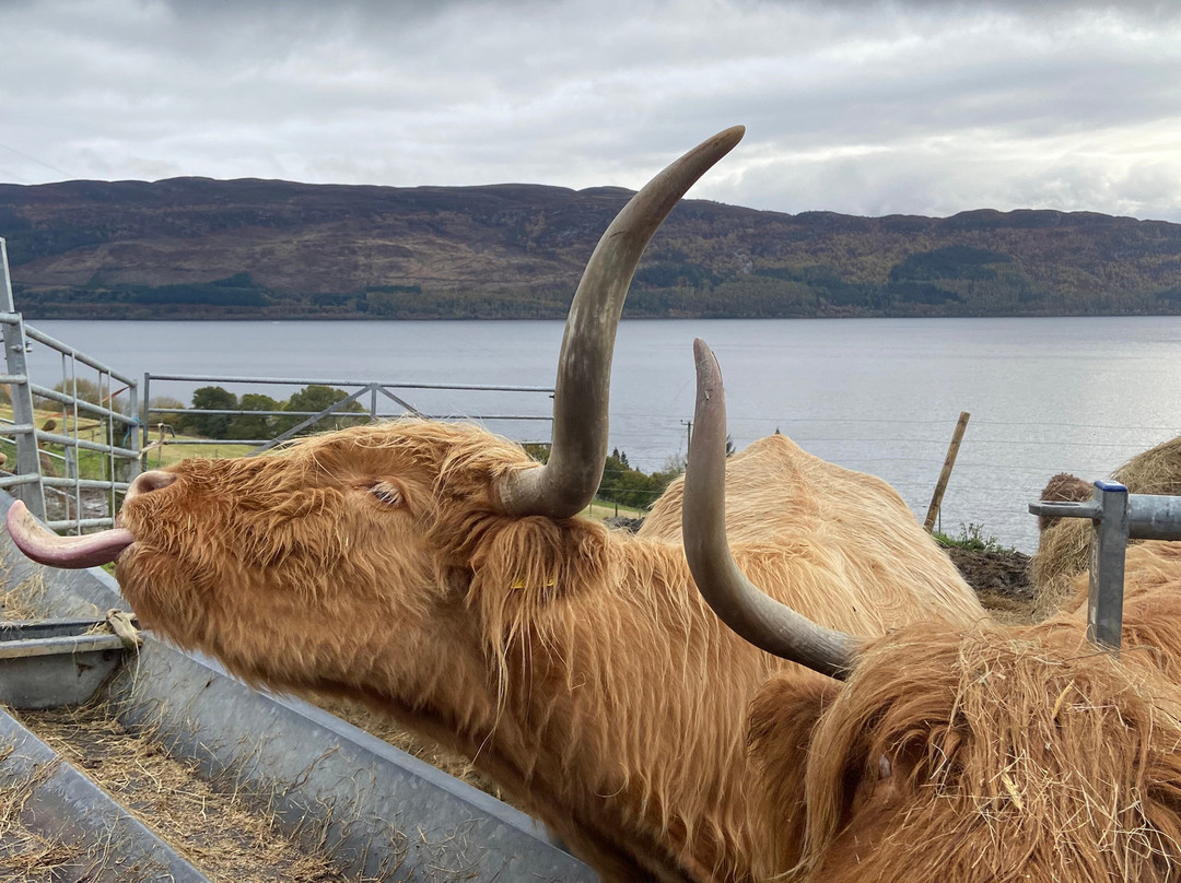 Loch Ness Hub & Travel-德拉姆纳德罗希特必去景点