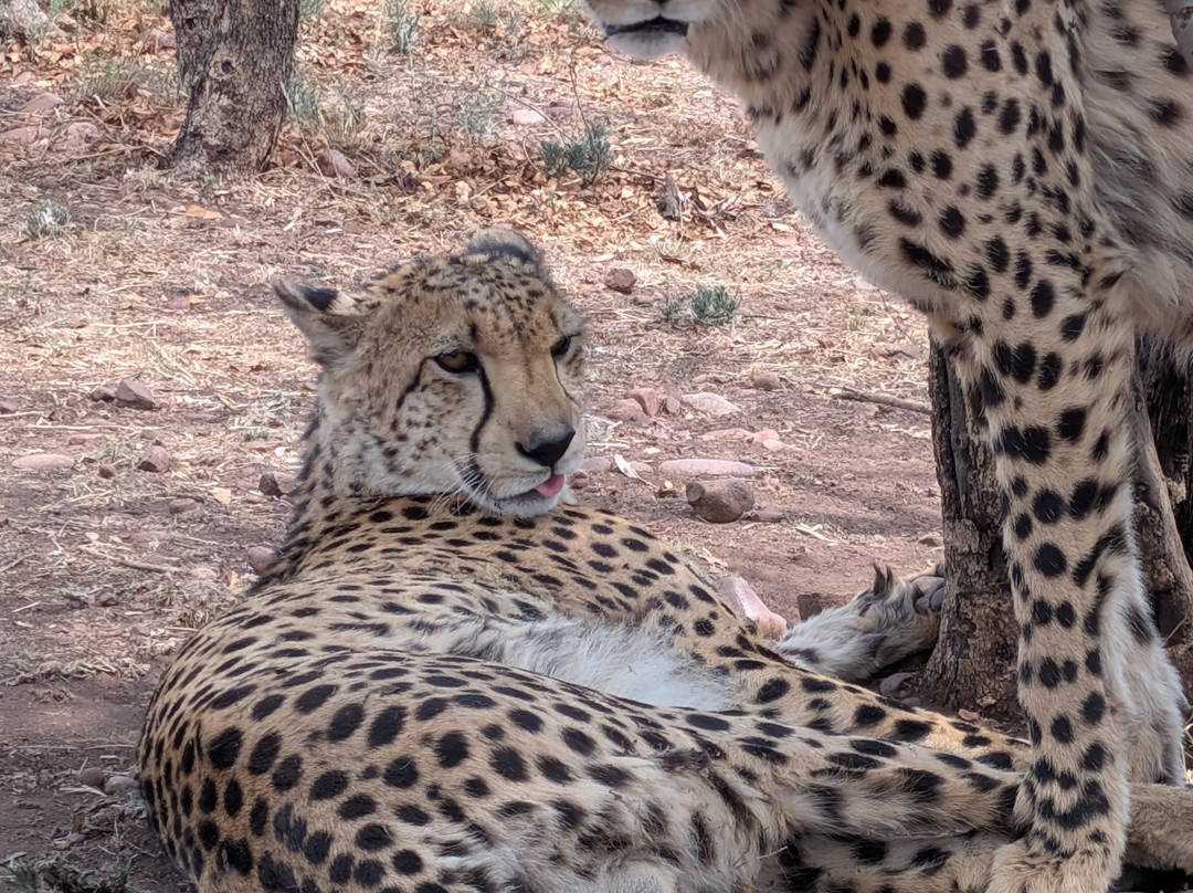Lion and Cheetah Sanctuary-柯立南必去景点