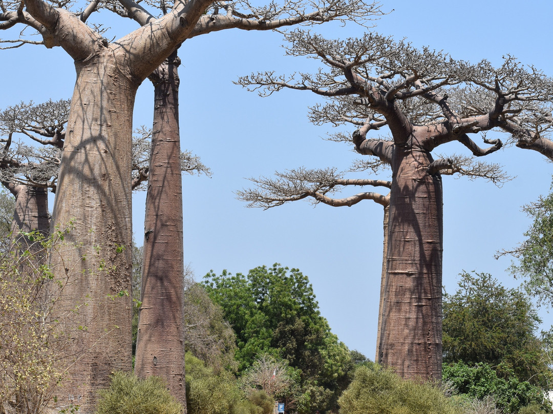 EcotourMada-安塔那那利佛必去景点